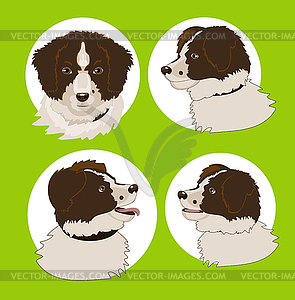 Four images of dog - vector image