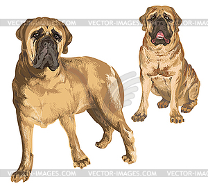 Two images of mastiff - vector clipart