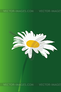 White chamomile flower on green background - vector clipart
