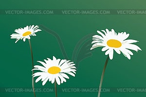 Three beautiful white daisies on green background - vector image