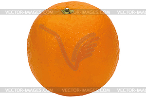 Orange - vector image