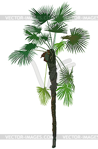 Tropical plant tree - vector clipart