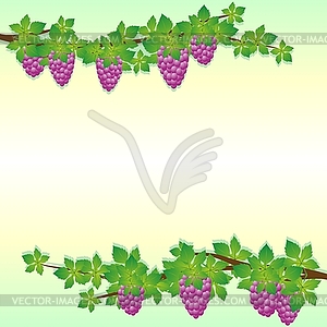 Branches of grapes - vector image