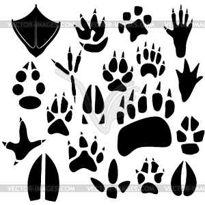 Traces of birds and animals - vector image