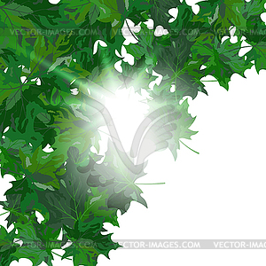 Maple leaves - vector clipart