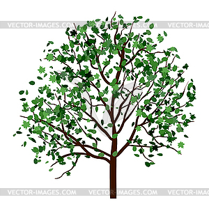 Summer tree - vector clip art