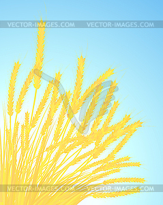 Ears of wheat - vector clipart