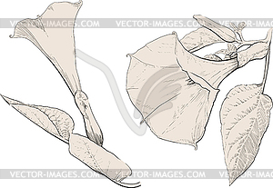 Datura stramonium flower - vector image