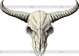 Buffalo skull - vector clipart