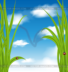 Природа фон с зеленой травой и божья коровка - векторное графическое изображение