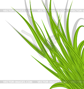 Summer green grass - royalty-free vector image