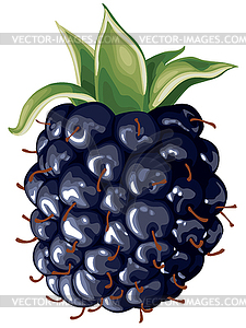 blackberries clip art