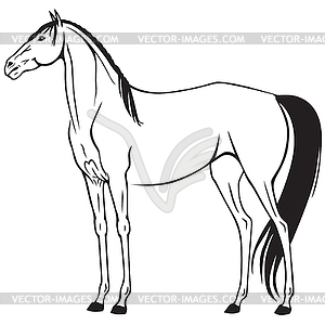 Beautiful thoroughbred riding horse - vector clipart