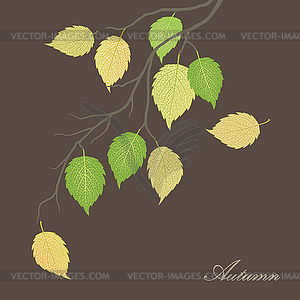 Beautiful autumn leaves on tree - vector image