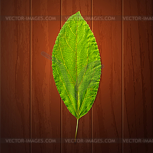 Green leaf - vector clipart