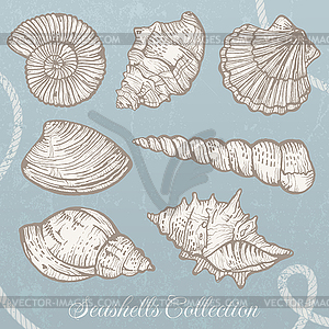 Seashells collection - vector clipart