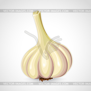 Handdrawn garlic - color vector clipart