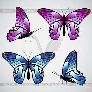 Colorful butterflies - vector clip art