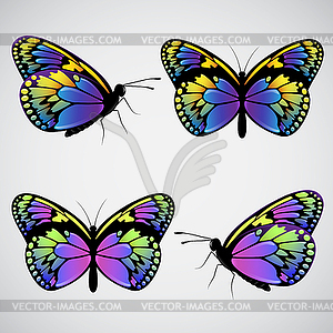 Colorful butterflies - vector image