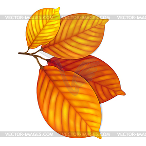 Highly detailed autumn leaves - vector image