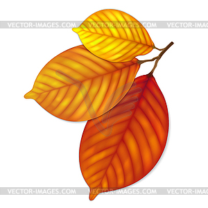 Highly detailed autumn leaves - royalty-free vector image