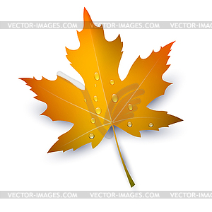 Maple Leaf with raindrops. Autumn red mapl - vector clipart