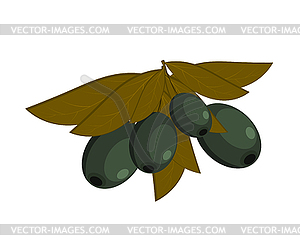 Black olives with leaves on white - vector image