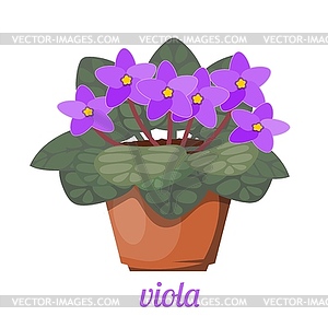 Violet in pot. cartoon style viola - vector image