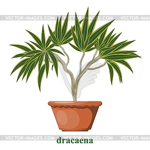 Color dracene in clay pot. object. Dracaena in - vector image