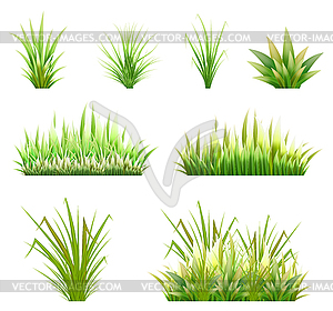 Color green reeds grass and number of coast - vector clip art