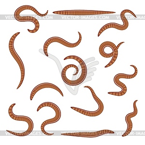 Set of earthworms in different positions. insects. - vector clipart