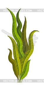 Seaweed green. Medicinal food additive spirulina. - vector clip art