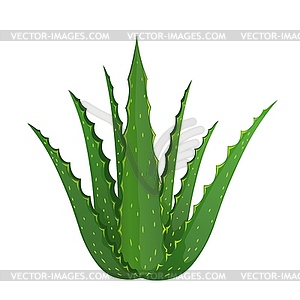 Aloe vera plant in style of plunger - vector image