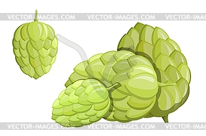 Color green hop flower. An object of nature, - vector image