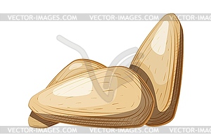 Color group of pine nuts. Healthy and dietary - color vector clipart