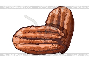 Color group of pecan nuts. Healthy and dietary food - vector image