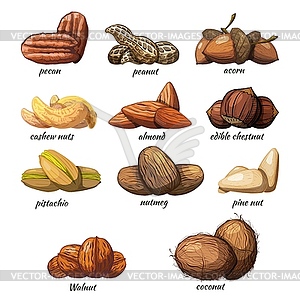 Large set of color images of nuts hand drawing of - vector clipart