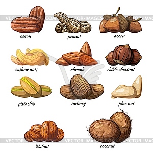 Большой набор цветных изображений орехов от руки рисунок - векторизованный клипарт