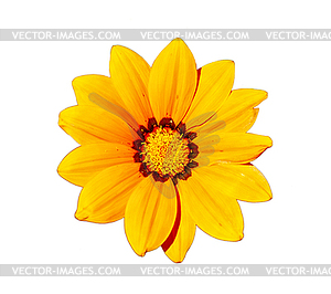 Yellow Flower Head - vector clipart