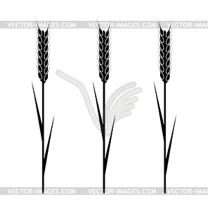 Wheaten Ear - vector clip art