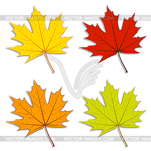 Maple Leaves - vector clipart