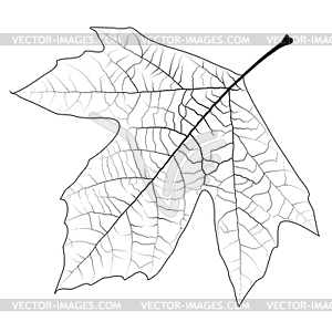 Sycamore Autumn Leaf - vector clipart