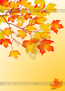 Autumn leaves background - vector image