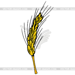 Ухо пшеницы - векторный эскиз