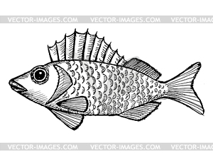 Ruffe - vector clipart