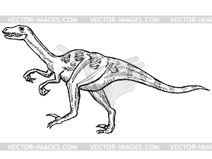 Velociraptor - vector clipart