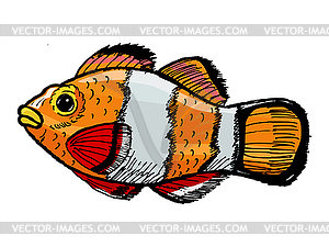 Clown fish - vector clip art