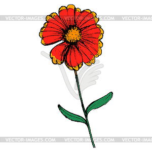 Field flower - vector clip art