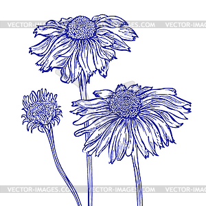 Flower marguerite - vector clip art
