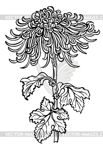 Japanese chrysanthemum flower - vector clipart